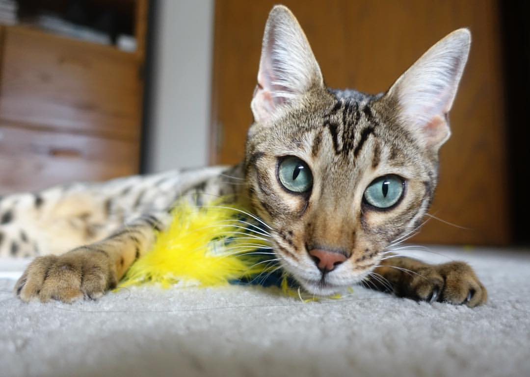 乐鱼体育app入口-足球基层裁判体系建设滞后，足球裁判执裁总结